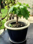 malá bonsai z javoru